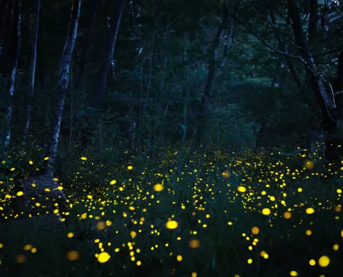 fireflies in Western North carolina